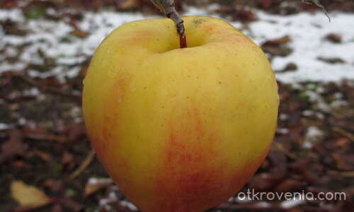 Последният мохикан на есента