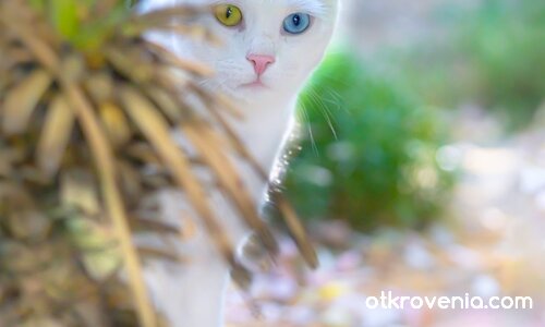 Хипнотично