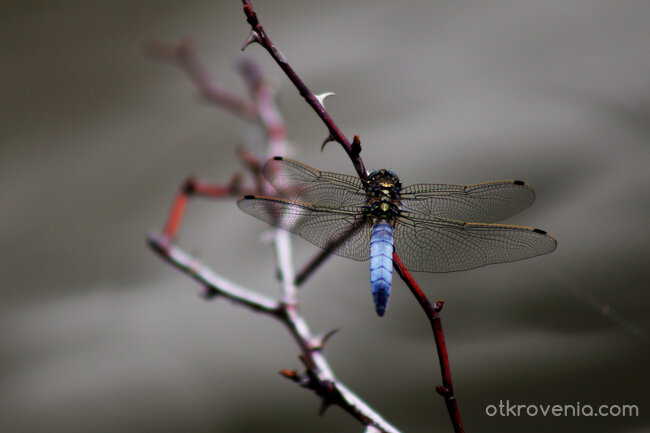 Водно конче