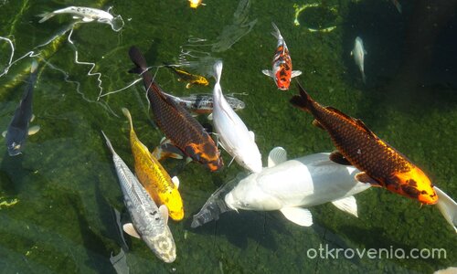 Ние сме най-красиви