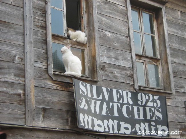 Сребърните котки