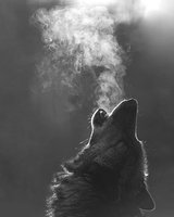 wolf-soul (Мила Ангелова)