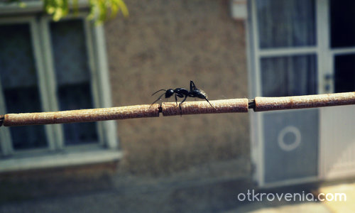 Мравчица