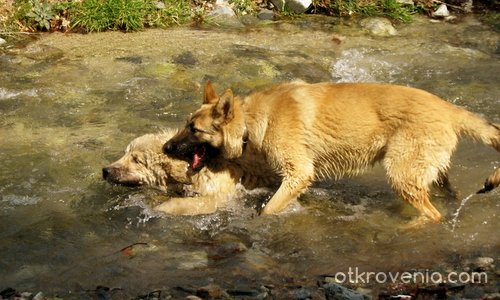 dogs in the river...