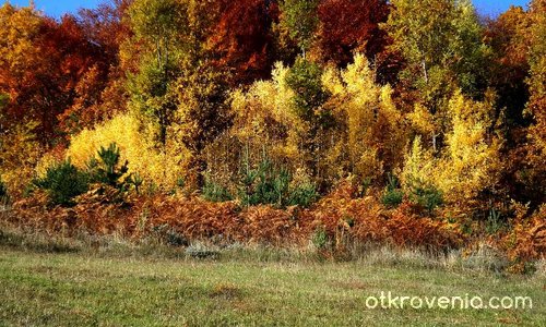 Re:Цветовете на есента_2