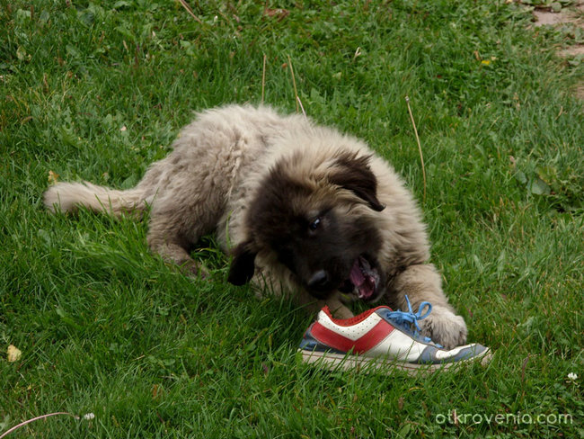 Caucasian mountain dog (3 месеца по-късно)