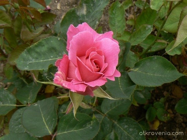 розова розичка