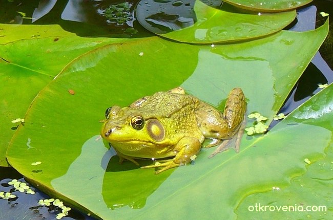 Ами сега...