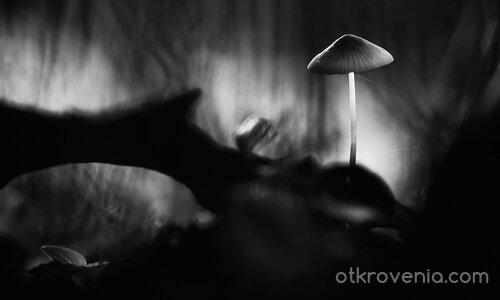 Ноември ноктюрно