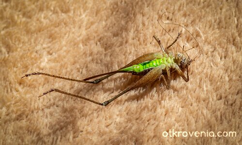 Прекалил с бирите