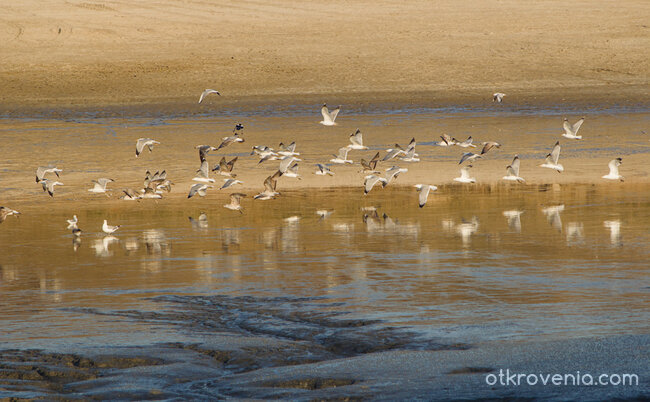 Близо до дъното