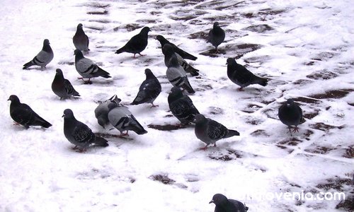 Черните гълъби