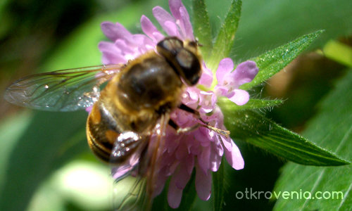 Пчелата 