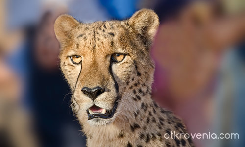Cheetah (обещаната котка)
