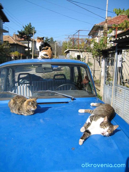 Котки върху горещ ламаринен покрив
