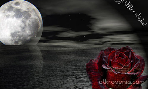The Rose Of Moonlight