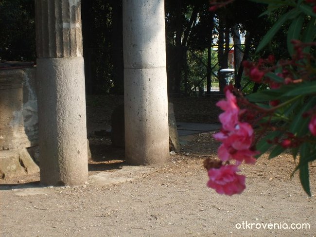 Олеандър сред руините на Помпей