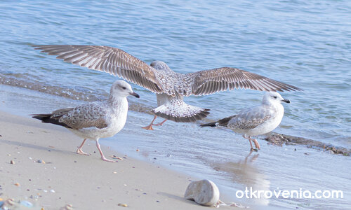 Където светът е море