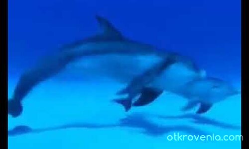 Kammer Simfonie "In die welt des meere" ...Komponist Marcello Terezios...