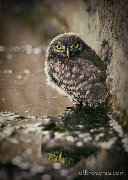 Широко отворени очи