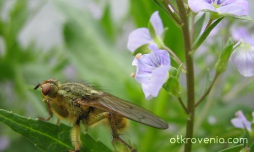 in the microworld of insects/  в света на насекомите
