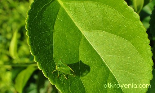 Зелено върху зелено