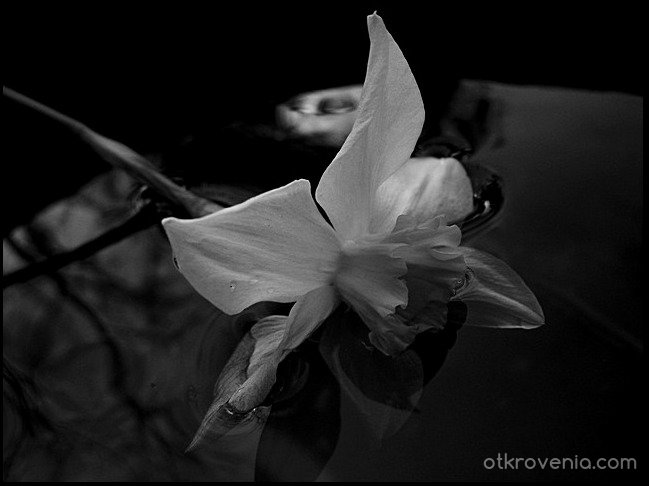Daffodil Lament (Риданието на нарциса)