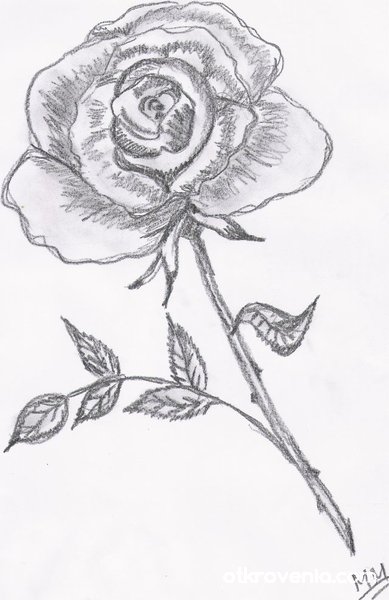 розата