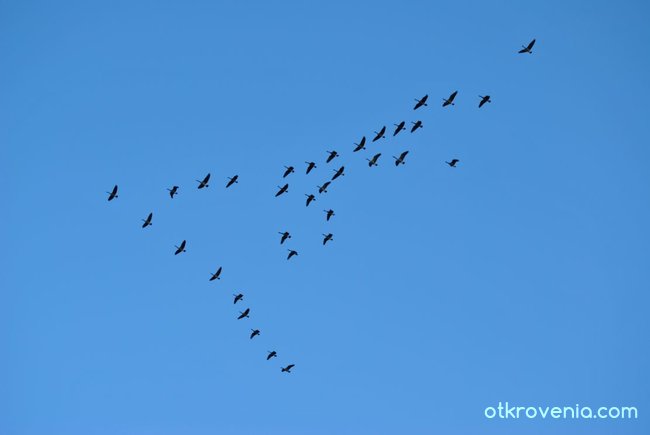 Летят високо. Отлитат надалеко.