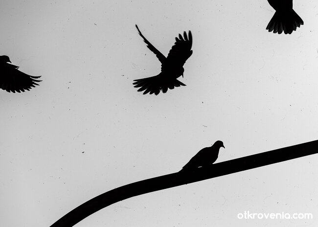 "По колко пъти на ден не умираме"