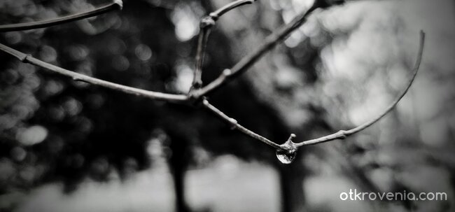 Последната сълза