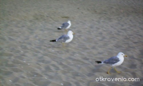 чайки се разхождат по плажа :)