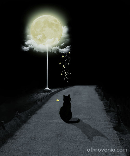 Лунно коте