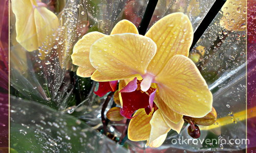 Пееща орхидея