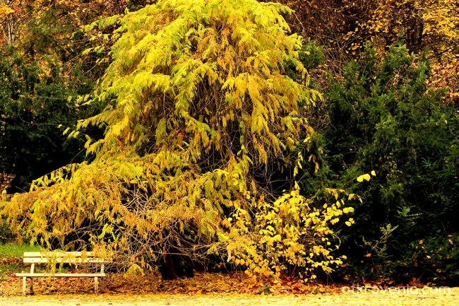 Есен в парка - 4