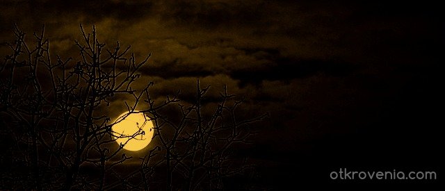  Виеща вълчица оглежда се в луната