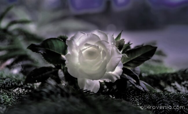Магична бяла роза