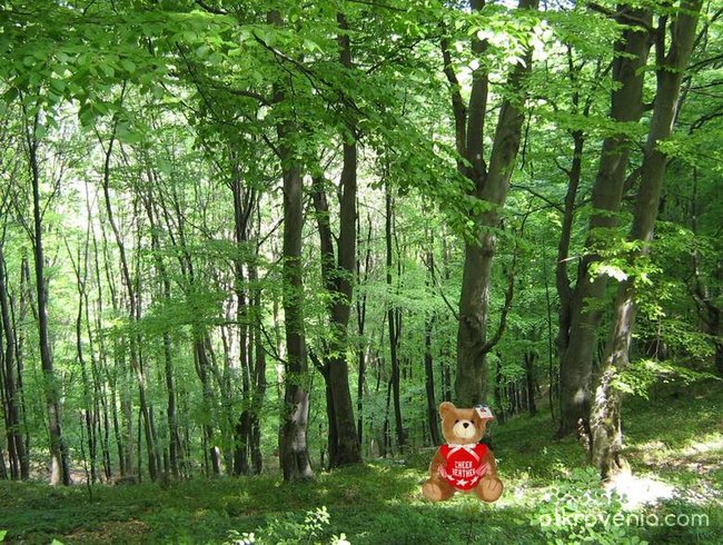 Мечо в гората
