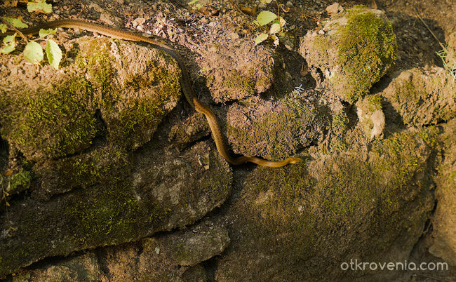 Пазителят на храма