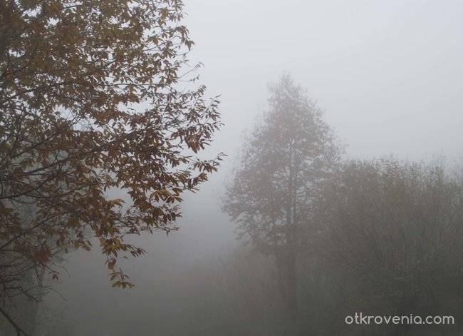 В гората,в мъглата...