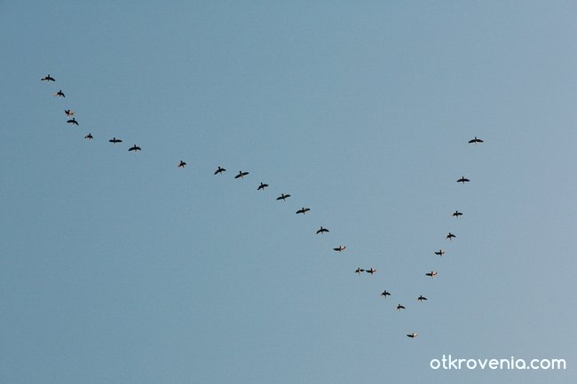 Есенната миграция на прелетните птици..