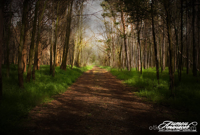 Път през гората