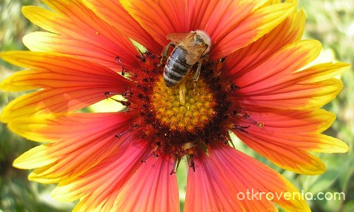 Пчела и цвете
