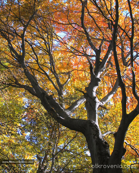 Есен в Родопите