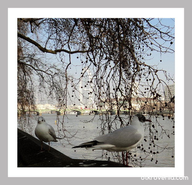 Чайките на Темза