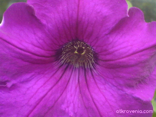 лилаво цветче