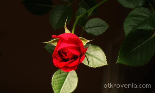 Роза (вариант 1)