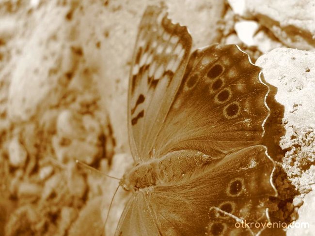 Пеперуда - близък кадър