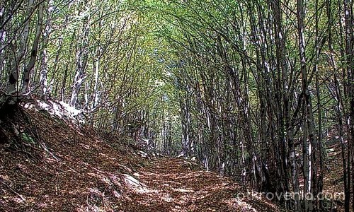 Пътеката в гората през есента