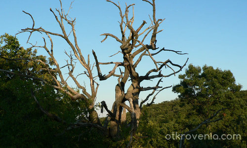 Самотата на старото дърво